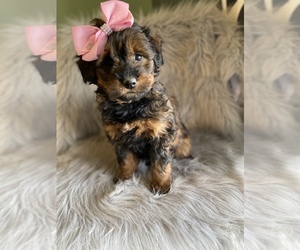 Aussiedoodle Puppy for sale in BEECH GROVE, IN, USA
