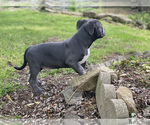 Small Photo #24 American Bully Puppy For Sale in OVERLAND, KS, USA