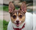 Small Photo #3 Rat Terrier Puppy For Sale in Atlanta, GA, USA