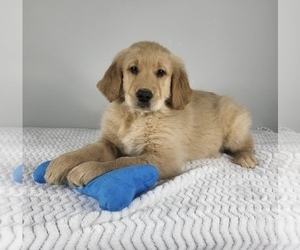 Golden Retriever Puppy for sale in FRANKLIN, IN, USA