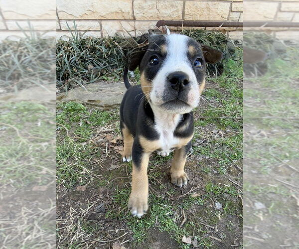 Medium Photo #7 Australian Shepherd-Unknown Mix Puppy For Sale in OKLAHOMA CITY, OK, USA