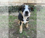 Small #6 Australian Shepherd Mix