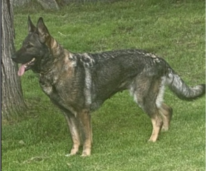 Mother of the Dutch Shepherd Dog-German Shepherd Dog Mix puppies born on 05/31/2025
