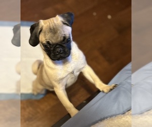 Pug Puppy for sale in ALISO VIEJO, CA, USA