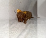 Small #7 Cavapoo (Miniature)