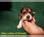 Puppy 3 Beagle