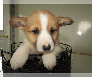 Pembroke Welsh Corgi Puppy for sale in KALAMAZOO, MI, USA