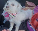 Small Photo #1 Morkie Puppy For Sale in MESA, AZ, USA