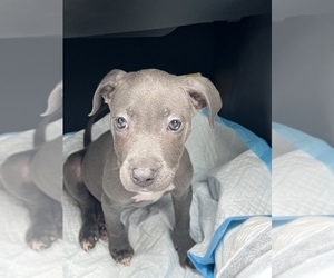 American Pit Bull Terrier Puppy for sale in TALLAHASSEE, FL, USA