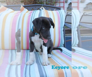 Eeyore 5AcreWood - Male Collie-Labrador Retriever Mix Dog for Adoption - Photo #7
