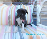 Small Photo #7 Collie-Labrador Retriever Mix Puppy For Sale in Wakefield, RI, USA