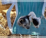 Small Photo #5 Australian Cattle Dog Puppy For Sale in BREWSTER, CO, USA