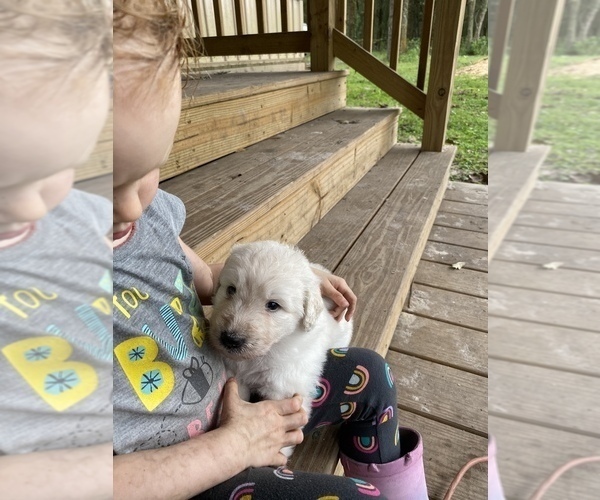 Medium Photo #12 Great Pyrenees-Pyredoodle Mix Puppy For Sale in NEWBERRY, FL, USA