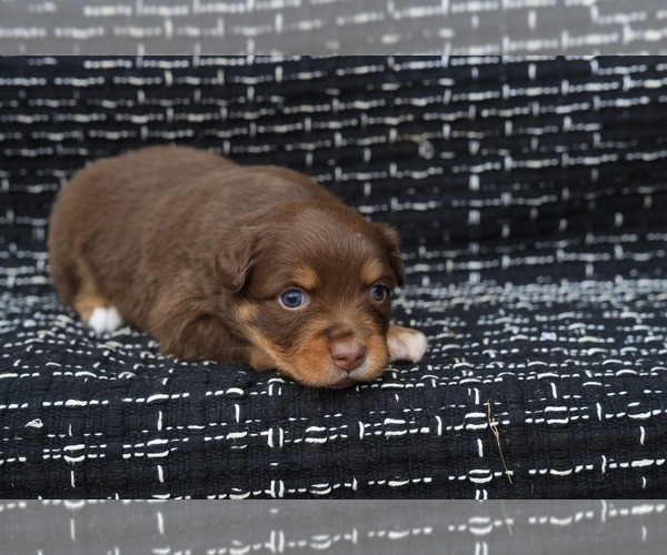 Medium Photo #10 Miniature American Shepherd Puppy For Sale in DAWSON, GA, USA