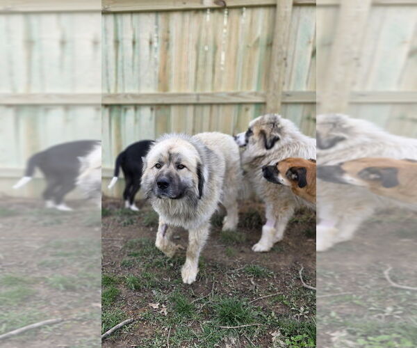 Medium Photo #4 Great Pyrenees-Unknown Mix Puppy For Sale in Aurora, IN, USA