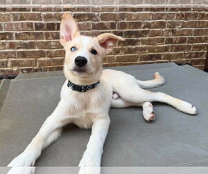 Siberian Husky Dogs for adoption in Carrollton, TX, USA