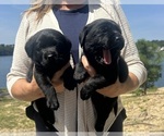 Small #2 Labrador Retriever
