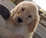 Small Photo #1 Sheepadoodle Puppy For Sale in GADSDEN, AL, USA