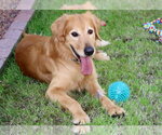 Small #2 Golden Retriever