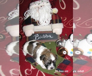 Havanese Puppy for sale in DREXEL, MO, USA