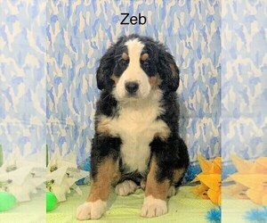 Bernese Mountain Dog Puppy for sale in FREDERICKSBG, OH, USA
