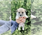 Small Photo #42 Pembroke Welsh Corgi Puppy For Sale in SOULSBYVILLE, CA, USA