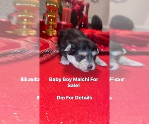 Malchi Puppy for sale in ATLANTA, GA, USA