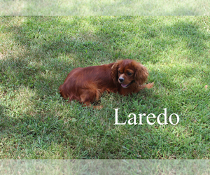 Medium Cavalier King Charles Spaniel