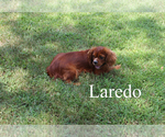 Puppy Laredo Cavalier King Charles Spaniel