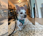 Small #2 Chihuahua Mix
