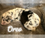 Puppy Oreo Australian Shepherd