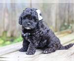 Small #3 Cocker Spaniel-Poodle (Miniature) Mix