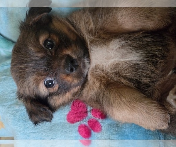 Medium Photo #10 Maltipom Puppy For Sale in HUDSON, MA, USA