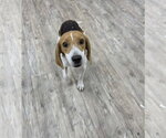 Small #6 Beagle