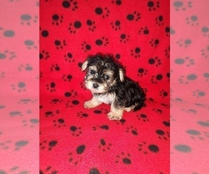 Yorkshire Terrier Puppy for sale in LAPEER, MI, USA