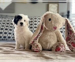 Image preview for Ad Listing. Nickname: Clover