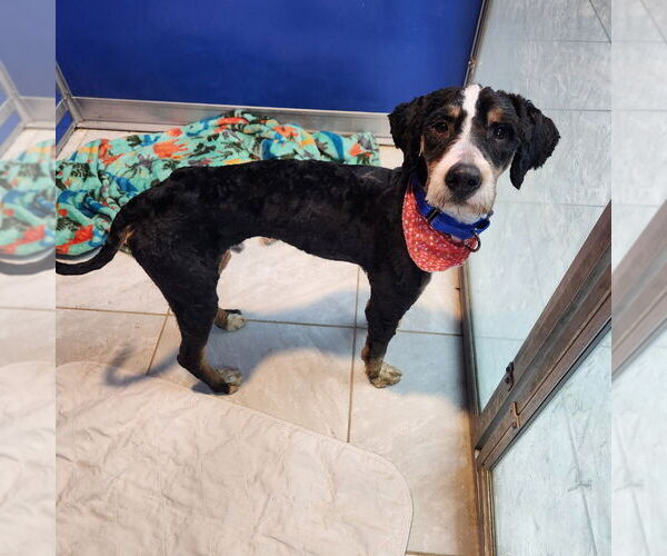 Medium Photo #1 Bernese Mountain Dog Puppy For Sale in Walnutport, PA, USA