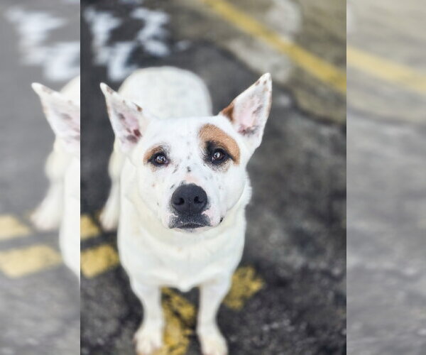 Medium Photo #2 Mutt Puppy For Sale in Sandy, UT, USA