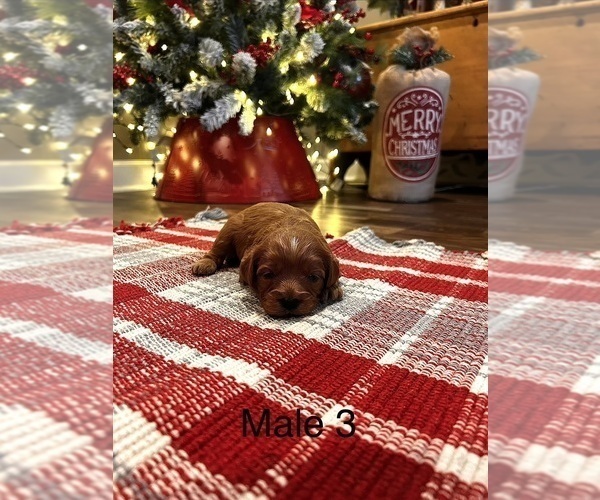 Medium Photo #10 Cavapoo (Miniature) Puppy For Sale in GUTHRIE, KY, USA