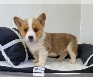 Pembroke Welsh Corgi Puppy for sale in CLARK, MO, USA