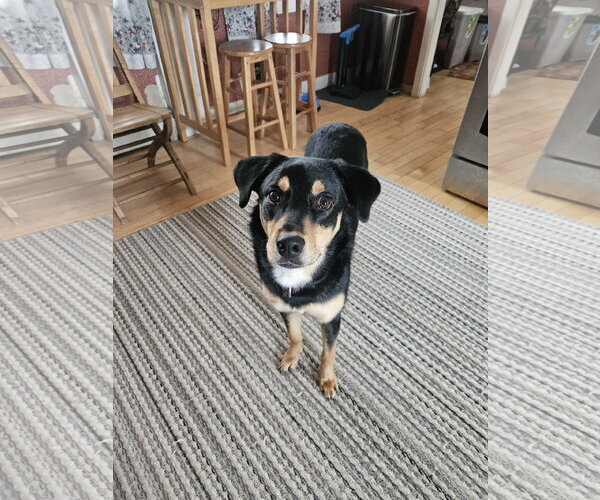 Medium Photo #3 Rottweiler-Unknown Mix Puppy For Sale in Hillsboro, NH, USA