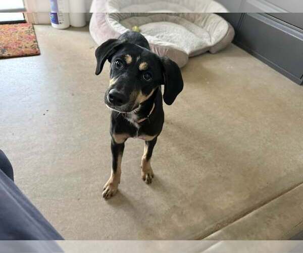 Medium Photo #1 Mountain Cur-Unknown Mix Puppy For Sale in Cave Creek, AZ, USA