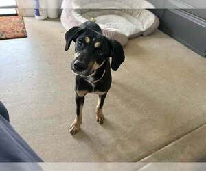 Mountain Cur-Unknown Mix Dogs for adoption in Cave Creek, AZ, USA