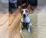 Small #1 Jack Russell Terrier