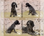 Small #4 German Shorthaired Pointer