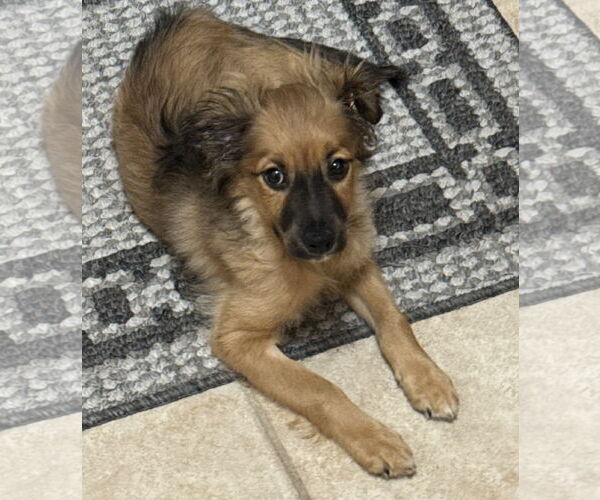 Medium Photo #3 Papillon-Unknown Mix Puppy For Sale in Brooklyn Center, MN, USA