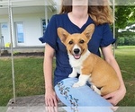 Puppy Fiona Pembroke Welsh Corgi