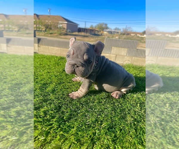 Medium Photo #9 French Bulldog Puppy For Sale in SANTA MONICA, CA, USA