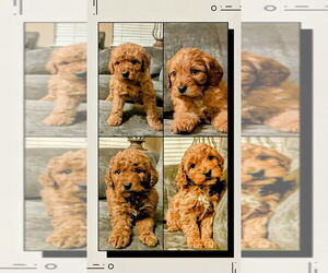 Goldendoodle (Miniature) Litter for sale in CHICKAMAUGA, GA, USA