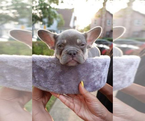 French Bulldog Puppy for sale in LAURELTON, NY, USA